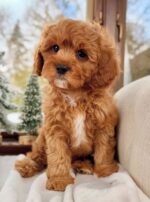 Frodo – Adorable Cavapoo Puppy with a Sweet & Playful Personality - Image 3