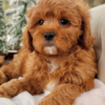 Frodo – Adorable Cavapoo Puppy with a Sweet & Playful Personality