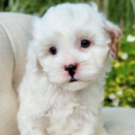 Maya – Precious Cavapoo Puppy with a Sweet & Gentle Personality