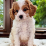 Reef – Sweet & Playful Cavapoo Puppy Ready to Steal Your Heart