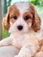 Reef – Sweet & Playful Cavapoo Puppy Ready to Steal Your Heart - Image 3
