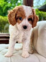 Reef – Sweet & Playful Cavapoo Puppy Ready to Steal Your Heart - Image 2