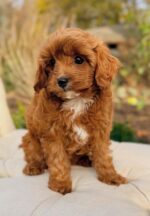 Molly – Sweet Red Cavapoo Puppy with a Loving & Gentle Heart - Image 2