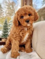 Frodo – Adorable Cavapoo Puppy with a Sweet & Playful Personality - Image 2