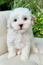 Maya – Precious Cavapoo Puppy with a Sweet & Gentle Personality - Image 3