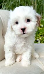 Maya – Precious Cavapoo Puppy with a Sweet & Gentle Personality - Image 2