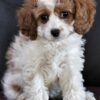 Cavapoo puppy