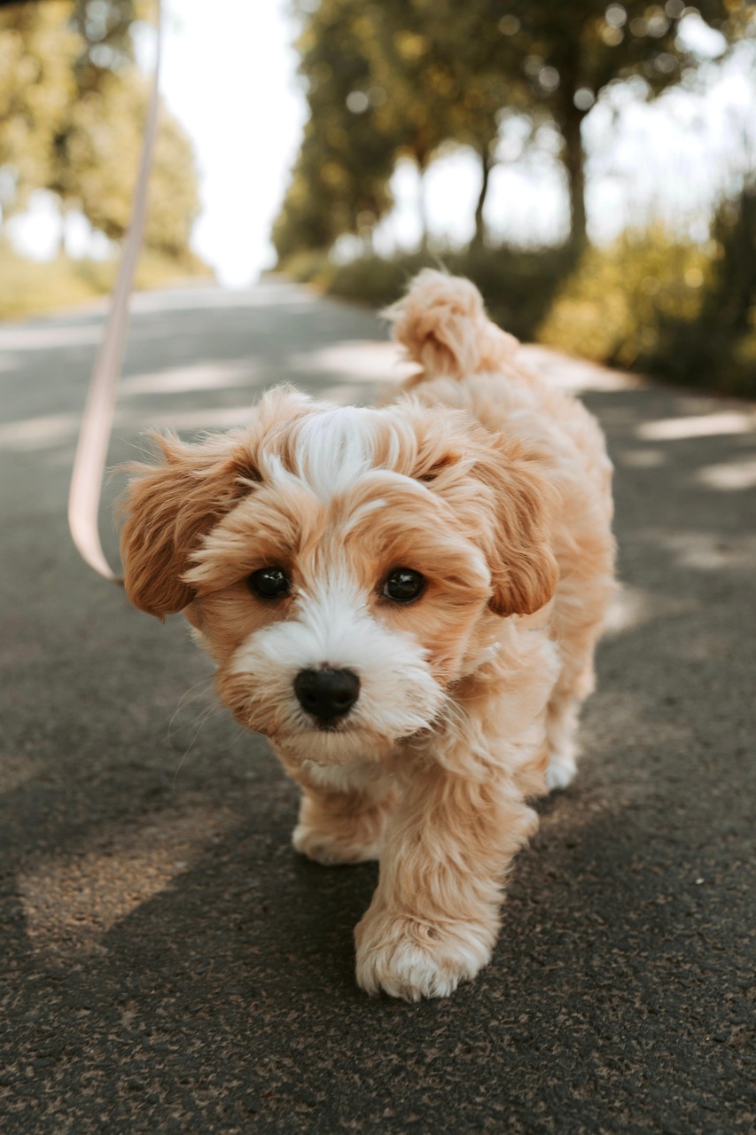 Cavapoo puppy