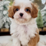 Little Elle is Ready to Warm Someone’s Heart This Holiday Season