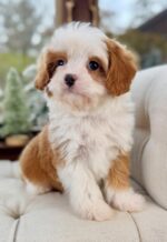 Little Elle is Ready to Warm Someone’s Heart This Holiday Season - Image 2