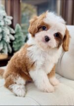 Little Elle is Ready to Warm Someone’s Heart This Holiday Season - Image 3