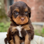 Adorable Fudge Cavapoo Puppy for Sale – Health Tested & Well Socialized