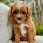 Petal – Red Abstract F1 Cavapoo Puppy with Wavy Non-Shedding Coat