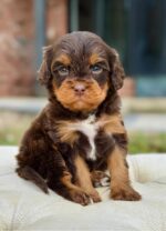 Adorable Fudge Cavapoo Puppy for Sale – Health Tested & Well Socialized - Image 4