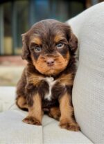 Adorable Fudge Cavapoo Puppy for Sale – Health Tested & Well Socialized - Image 5