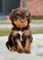 Adorable Fudge Cavapoo Puppy for Sale – Health Tested & Well Socialized - Image 3