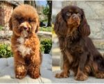 Adorable Fudge Cavapoo Puppy for Sale – Health Tested & Well Socialized - Image 2