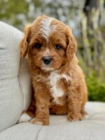 Petal – Red Abstract F1 Cavapoo Puppy with Wavy Non-Shedding Coat - Image 5