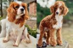 Petal – Red Abstract F1 Cavapoo Puppy with Wavy Non-Shedding Coat - Image 3