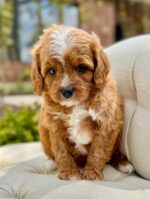 Petal – Red Abstract F1 Cavapoo Puppy with Wavy Non-Shedding Coat - Image 4