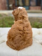 Petal – Red Abstract F1 Cavapoo Puppy with Wavy Non-Shedding Coat - Image 2