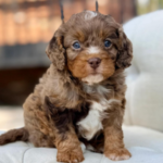 Merle F1 Cavapoo Puppy
