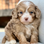 Louie – Stunning Chocolate Merle F1 Cavapoo Puppy with Calm Temperament
