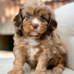 Arthur – Charming Chocolate Merle F1 Cavapoo Puppy with a Steady Presence