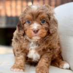 Henry – Gentle Chocolate Merle F1 Cavapoo Puppy with Laid-back Personality