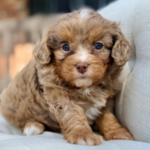 Eleanor – Beautiful Chocolate Merle F1 Cavapoo Puppy with Sweet Personality