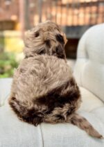 Arthur – Charming Chocolate Merle F1 Cavapoo Puppy with a Steady Presence - Image 5