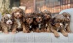 Arthur – Charming Chocolate Merle F1 Cavapoo Puppy with a Steady Presence - Image 4