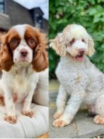Arthur – Charming Chocolate Merle F1 Cavapoo Puppy with a Steady Presence - Image 3