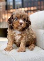 Arthur – Charming Chocolate Merle F1 Cavapoo Puppy with a Steady Presence - Image 2