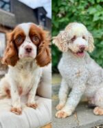 Henry – Gentle Chocolate Merle F1 Cavapoo Puppy with Laid-back Personality - Image 4