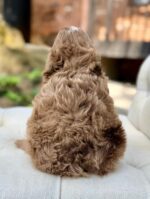 Henry – Gentle Chocolate Merle F1 Cavapoo Puppy with Laid-back Personality - Image 3