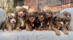 Henry – Gentle Chocolate Merle F1 Cavapoo Puppy with Laid-back Personality - Image 2