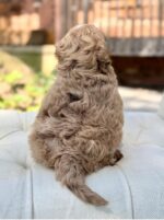 Eleanor – Beautiful Chocolate Merle F1 Cavapoo Puppy with Sweet Personality - Image 4