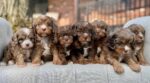 Eleanor – Beautiful Chocolate Merle F1 Cavapoo Puppy with Sweet Personality - Image 3