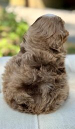 Louie – Stunning Chocolate Merle F1 Cavapoo Puppy with Calm Temperament - Image 4