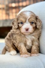 Louie – Stunning Chocolate Merle F1 Cavapoo Puppy with Calm Temperament - Image 3