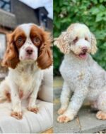 Louie – Stunning Chocolate Merle F1 Cavapoo Puppy with Calm Temperament - Image 2