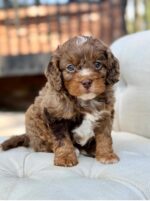 Bennett – Beautiful Chocolate Merle F1 Cavapoo Puppy with Balanced Temperament - Image 3