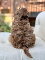 Bennett – Beautiful Chocolate Merle F1 Cavapoo Puppy with Balanced Temperament - Image 2